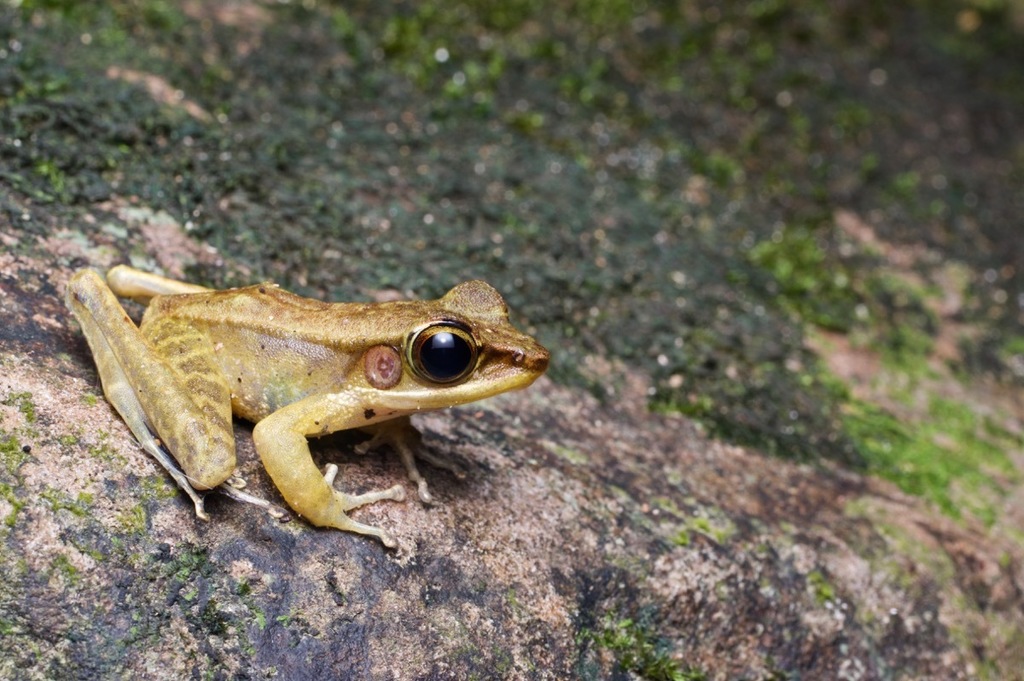 Penrissen Torrent Frog