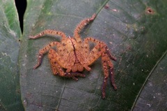 Heteropoda davidbowie