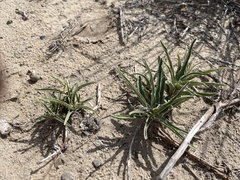 Asclepias involucrata