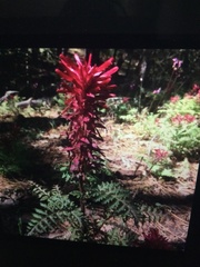 Pedicularis densiflora