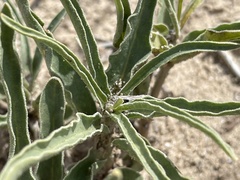 Asclepias involucrata