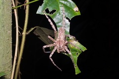 Heteropoda boiei