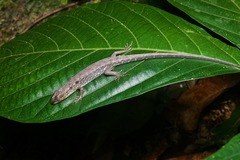 Brook's Keeled Skink photo 3