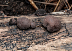 Daldinia concentrica