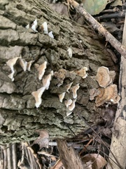 Cyphellaceae