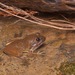 Broad-headed Creek Frog - Photo (c) John Sullivan, some rights reserved (CC BY-NC), uploaded by John Sullivan