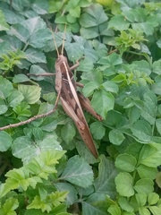 Acanthacris ruficornis