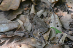 Rhinella scitula