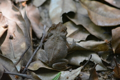 Rhinella scitula