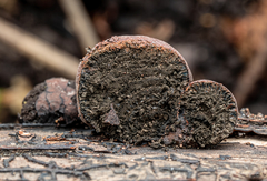 Daldinia concentrica