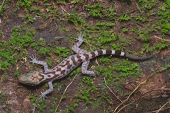 Cyrtodactylus pubisulcus