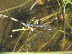 Argia sedula