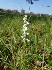 Spiranthes lacera gracilis
