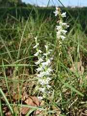 Spiranthes lacera gracilis