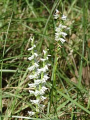 Spiranthes lacera gracilis