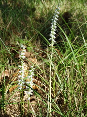 Spiranthes lacera gracilis
