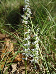 Spiranthes lacera gracilis