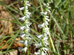 Spiranthes lacera gracilis
