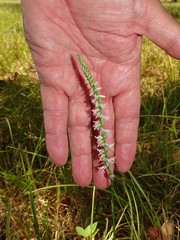 Spiranthes lacera gracilis