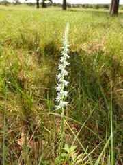 Spiranthes lacera gracilis