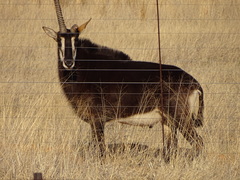 Hippotragus niger niger