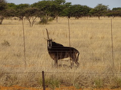 Hippotragus niger niger