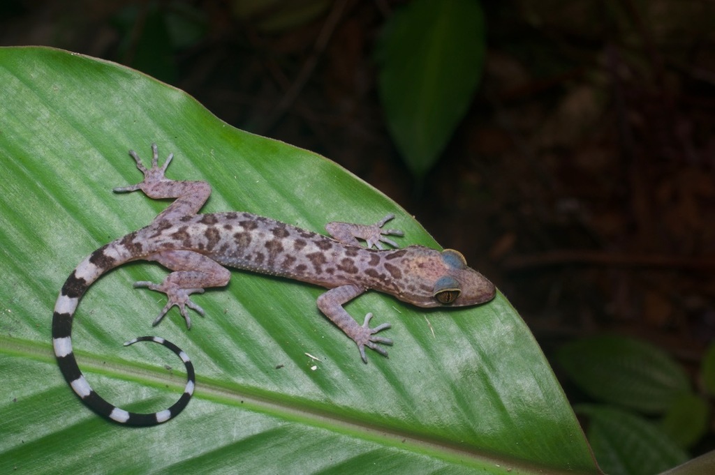Inger's Bow-Fingered Gecko
