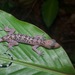 Sarawak Bent-toed Gecko - Photo (c) John Sullivan, some rights reserved (CC BY-NC), uploaded by John Sullivan