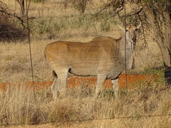 Tragelaphus oryx oryx