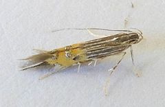 Cosmopterix opulenta