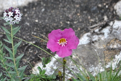 Incarvillea compacta