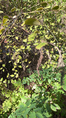 Plagianthus regius