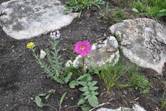 Incarvillea compacta