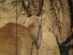 Tragelaphus oryx oryx