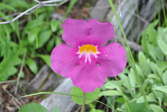 Incarvillea compacta