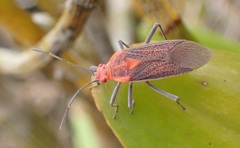 Jadera sanguinolenta