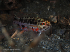 Serranus baldwini