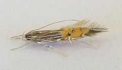 Cosmopterix opulenta
