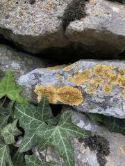 Variospora flavescens