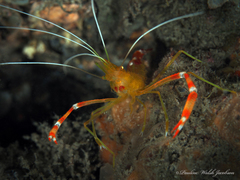 Stenopus scutellatus