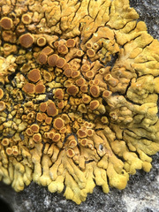 Variospora flavescens