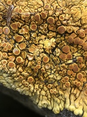 Variospora flavescens