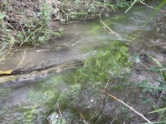 Ludwigia repens