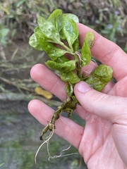 Ludwigia repens
