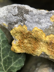 Variospora flavescens