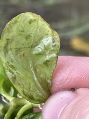 Ludwigia repens