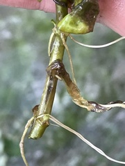 Ludwigia repens