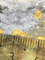 Variospora flavescens