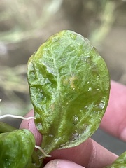 Ludwigia repens