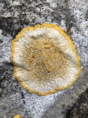 Variospora aurantia
